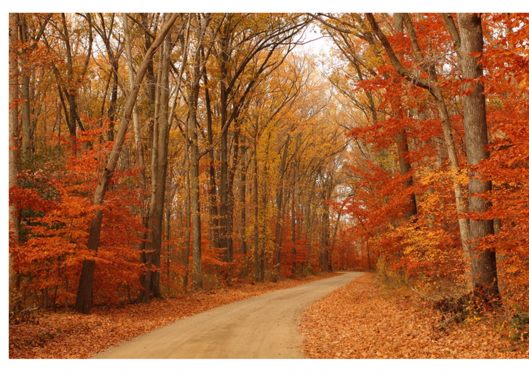 Dirt road through a Fall forest.