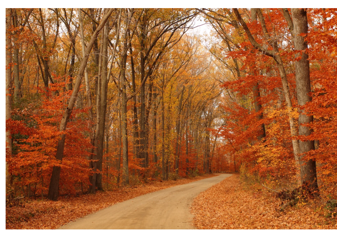 Dirt road through a Fall forest.